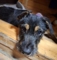 Собаки и кошки в добрые руки