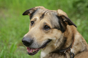 Собаки и кошки в добрые руки