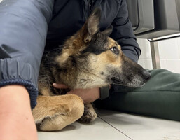 Собаки и кошки в добрые руки