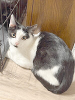 Собаки и кошки в добрые руки