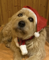 Собаки и кошки в добрые руки