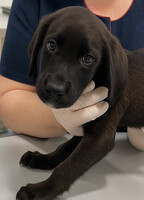 Собаки и кошки в добрые руки