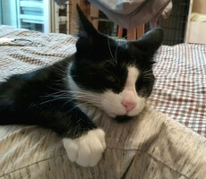 Собаки и кошки в добрые руки