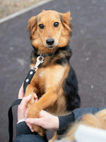 Собаки и кошки в добрые руки