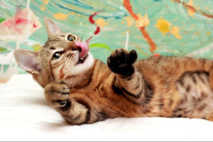 Собаки и кошки в добрые руки