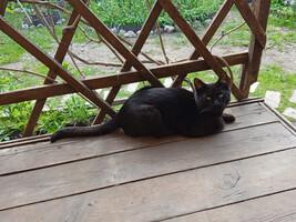 Собаки и кошки в добрые руки