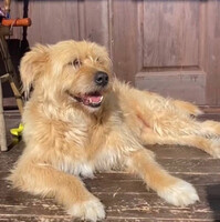 Собаки и кошки в добрые руки