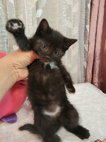 Собаки и кошки в добрые руки