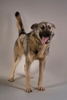 Собаки и кошки в добрые руки