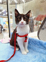 Собаки и кошки в добрые руки