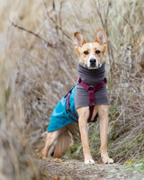 Собаки и кошки в добрые руки