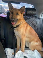 Собаки и кошки в добрые руки