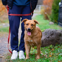 Собаки и кошки в добрые руки