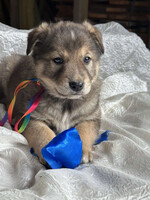 Собаки и кошки в добрые руки