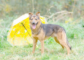 Собаки и кошки в добрые руки