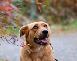 Собаки и кошки в добрые руки