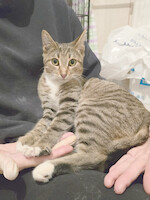 Собаки и кошки в добрые руки