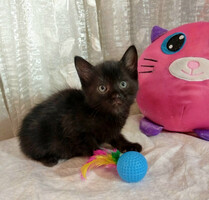 Собаки и кошки в добрые руки