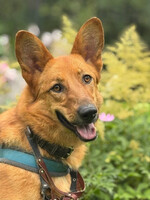 Собаки и кошки в добрые руки