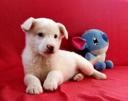 Собаки и кошки в добрые руки