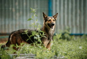 Собаки и кошки в добрые руки