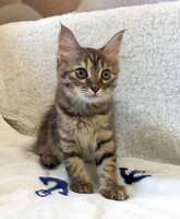 Собаки и кошки в добрые руки