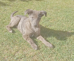 Собаки и кошки в добрые руки