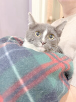 Собаки и кошки в добрые руки