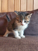 Собаки и кошки в добрые руки