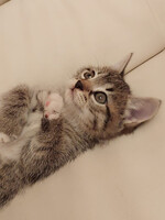 Собаки и кошки в добрые руки