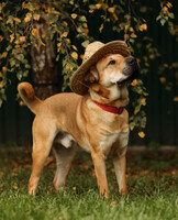 Собаки и кошки в добрые руки