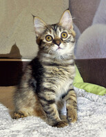 Собаки и кошки в добрые руки