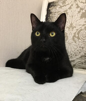 Собаки и кошки в добрые руки