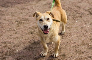 Собаки и кошки в добрые руки