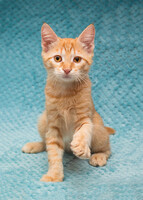 Собаки и кошки в добрые руки