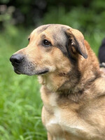 Собаки и кошки в добрые руки