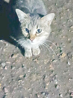 Собаки и кошки в добрые руки