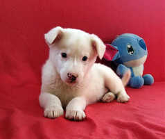 Собаки и кошки в добрые руки