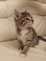 Собаки и кошки в добрые руки