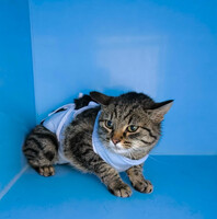 Собаки и кошки в добрые руки