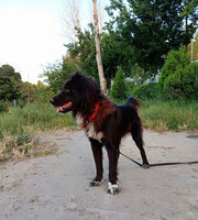 Собаки и кошки в добрые руки