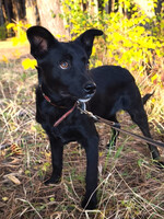 Собаки и кошки в добрые руки