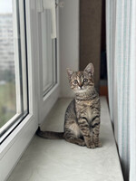 Собаки и кошки в добрые руки