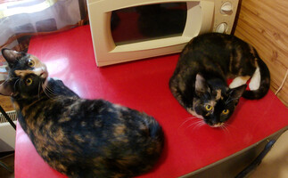 Собаки и кошки в добрые руки