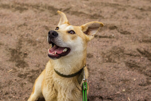 Собаки и кошки в добрые руки
