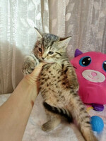 Собаки и кошки в добрые руки