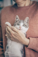 Собаки и кошки в добрые руки