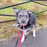 Собаки и кошки в добрые руки