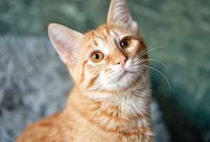 Собаки и кошки в добрые руки