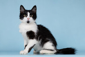 Собаки и кошки в добрые руки